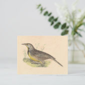 Carte Postale La larve de l'Est (Stourne ella magna) NY Birds (Debout devant)