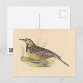 Carte Postale La larve de l'Est (Stourne ella magna) NY Birds (Devant / Derrière)