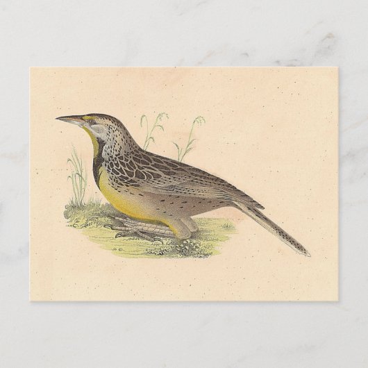 Carte Postale La larve de l'Est (Stourne ella magna) NY Birds (Devant)