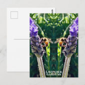Carte Postale La Lavande et l'Abeille (Devant / Derrière)