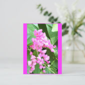 Carte Postale la leptopus d'Antigonon ou la vigne de Corail, (Debout devant)