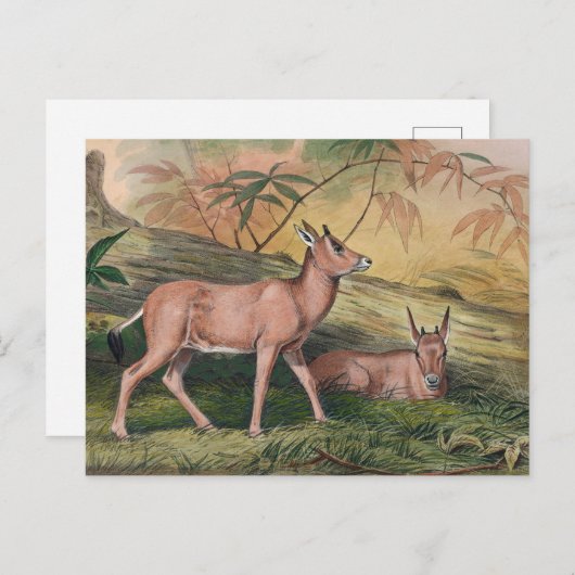 Carte Postale La Leucoryx par Joseph Wolf (Devant / Derrière)