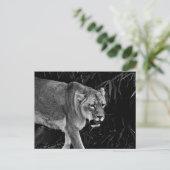 Carte Postale La lionne (Debout devant)