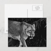 Carte Postale La lionne (Devant / Derrière)