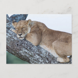 Carte Postale La lionne dort dans l'arbre