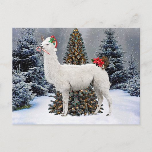 Carte postale "La Llama de Noël" (Devant)