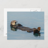 Carte Postale La loutre de mer flottant sur le dos dans l'océan (Devant / Derrière)
