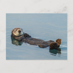 Carte Postale La loutre de mer flottant sur le dos dans l'océan
