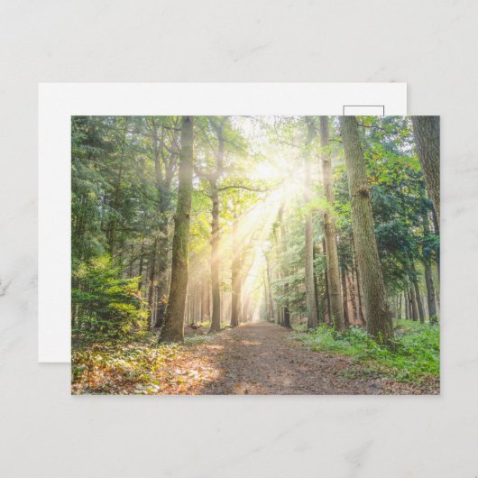Carte Postale La lumière du ciel dans la forêt (Devant / Derrière)