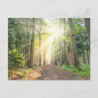 Carte Postale La lumière du ciel dans la forêt