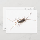 CARTE POSTALE LA MAISON CENTIPEDE. (Devant / Derrière)