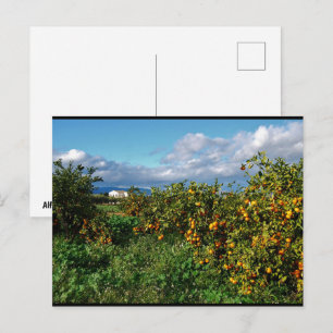 Carte Postale La maison de la grange à travers la orangeraie