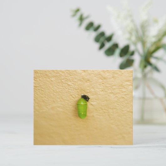 Carte Postale La métamorphose commence le papillon monarque (Debout devant)