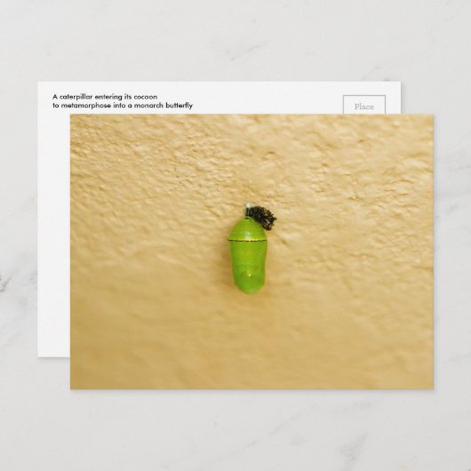 Carte Postale La métamorphose commence le papillon monarque (Devant / Derrière)