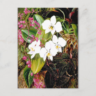 Carte Postale La Moth Orchid malaisienne et un grimpeur américai