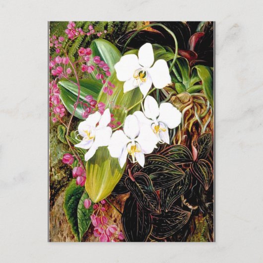 Carte Postale La Moth Orchid malaisienne et un grimpeur américai (Devant)