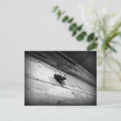 Carte Postale la mouche (Debout devant)