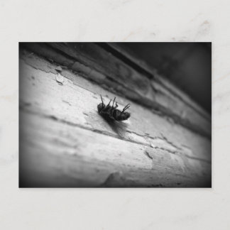Carte Postale la mouche