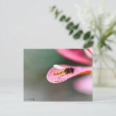 Carte Postale La mouche (Debout devant)