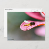 Carte Postale La mouche (Devant / Derrière)