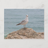 Carte Postale La Mouette Lone (2134) (Devant)