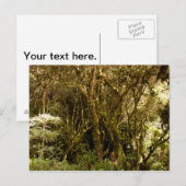 Carte Postale La mousse de la forêt tropicale péruvienne couvert (Devant / Derrière)