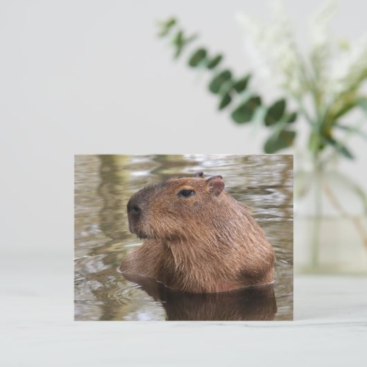 Carte Postale La natation Capybara (Debout devant)