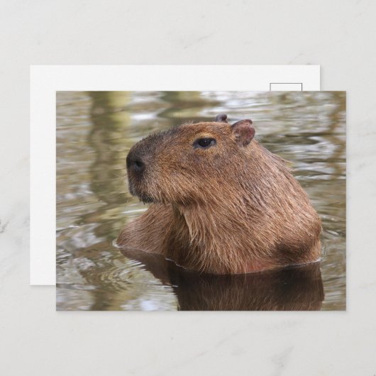 Carte Postale La natation Capybara (Devant / Derrière)