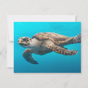 Carte Postale La natation des tortues de mer