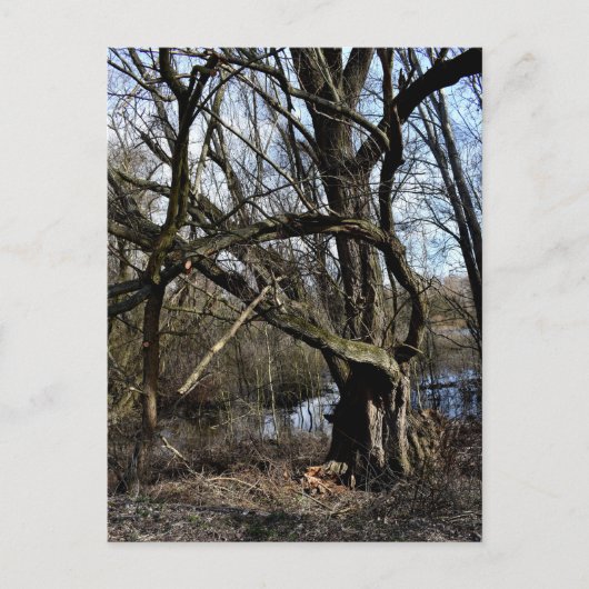 Carte Postale La nature des Madowlands (Devant)