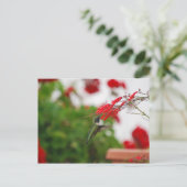 Carte Postale La nourriture des colibris (Debout devant)