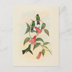 Carte Postale La nymphe des bois de Gould John Gould