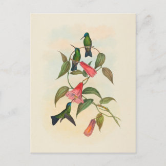 Carte Postale La nymphe des bois de Gould | John Gould