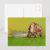 Carte Postale La nymphe plante du Missouri. (Devant / Derrière)