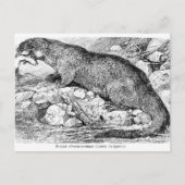 Carte Postale La Otter (Devant)