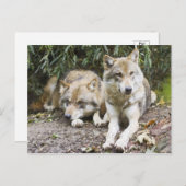 Carte Postale La paire de loups se reposant dans la forêt fauniq (Devant / Derrière)