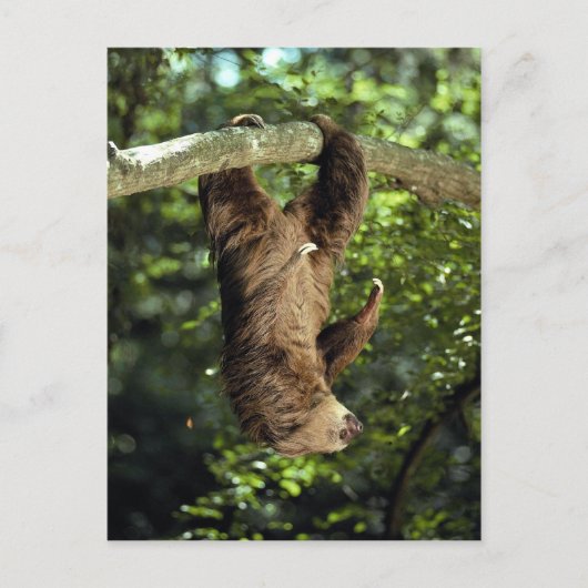 Carte Postale La paresse à deux doigts de Hoffmann (Devant)