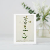 Carte Postale La parole de St John, plate 15 from 'A Curious Her (Debout devant)