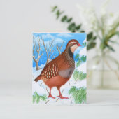 Carte Postale La perdrix à pattes rouges (Debout devant)