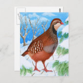 Carte Postale La perdrix à pattes rouges (Devant / Derrière)