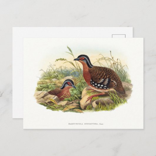 Carte Postale La perdrix à poitrine rouge (Bambusicola hyperythr (Devant / Derrière)