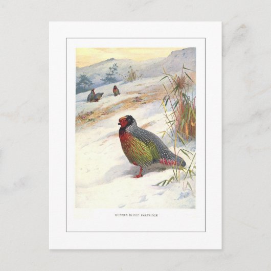 Carte Postale La perdrix sanguine de Kuser (Devant)