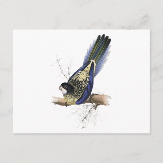 Carte Postale La perruche de Brown par Edward Lear (Devant)