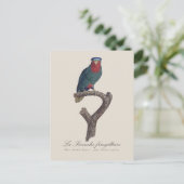 Carte Postale La Perruche fringillaire (Debout devant)