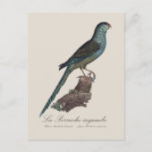 Carte Postale La Perruche ingambe (Devant)