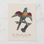 Carte Postale La Perruche une face bleue (Devant)