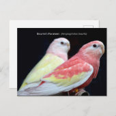 Carte Postale La perruque de Rubino Bourke (Devant / Derrière)