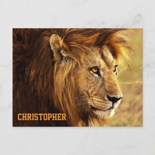 Carte Postale La photo Noble Lion (Devant)