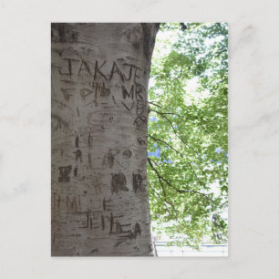 Carte Postale La photographie de la nature sculptée dans un arbr
