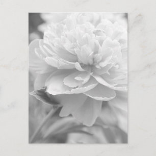 Carte Postale La pivoine à feuilles